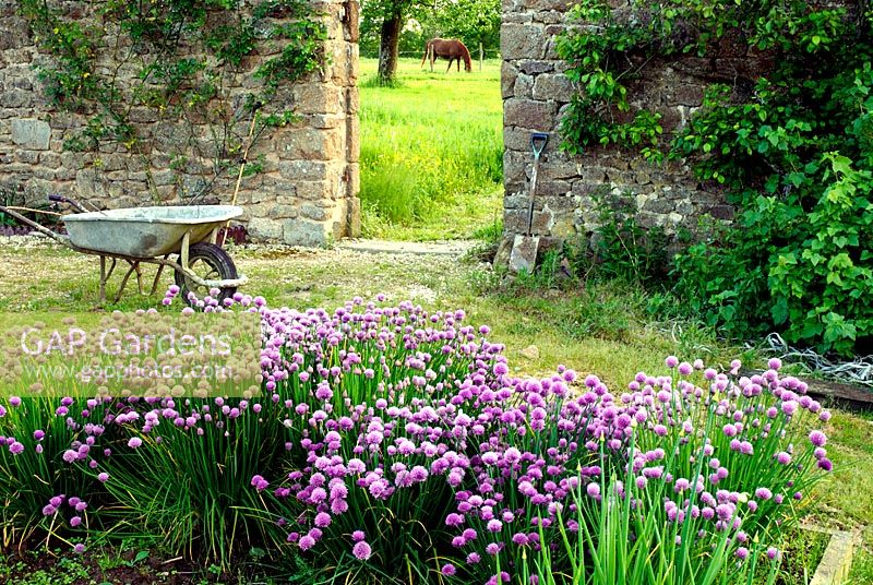 Jardin d'herbes muré rustique dans le nord de la France. Ciboulette en fleurs au premier plan. À travers l'arche, on voit un cheval paître dans le champ.