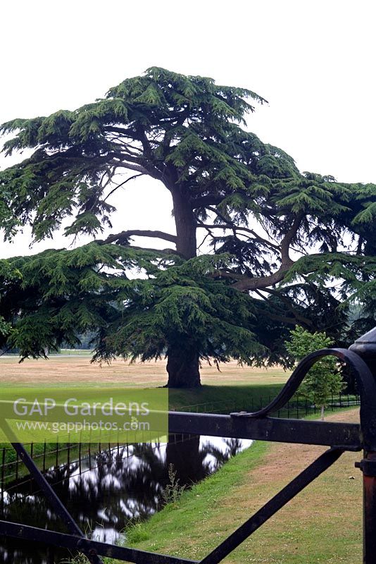Cedrus Libani - Arbre de cèdre du Liban dans un parc à West Dean