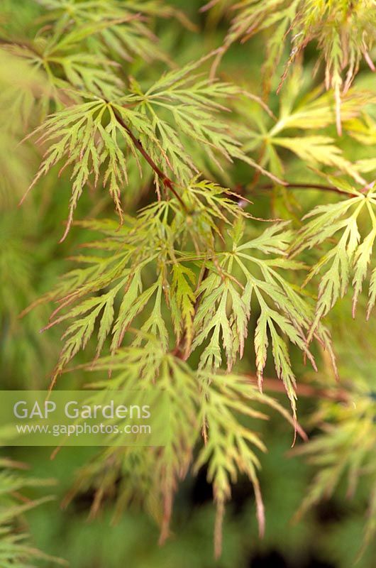 Acer dissectum 'Emerald Lace '