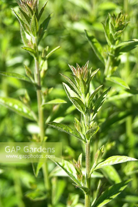 Genista tinctoria - Dyer's Greenweeds