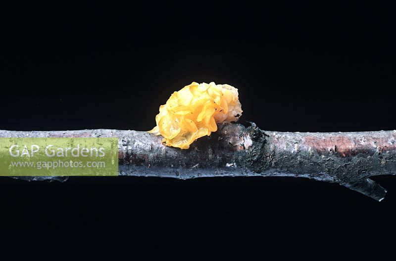 Tremella mesenterica - Champignon cérébral