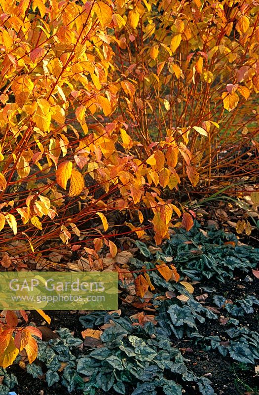 Cornus sanguinea 'Midwinter Fire' - Cornouiller planté de Cyclamen hederifolium - Sowbread