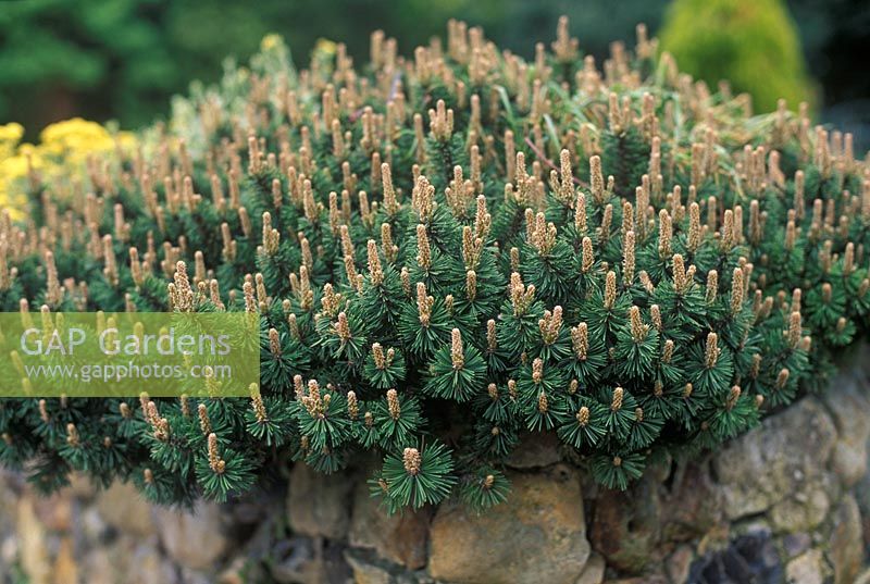 Pinus mugo Humpy - Pin de montagne nain au feuillage bleu-vert sur la paroi rocheuse