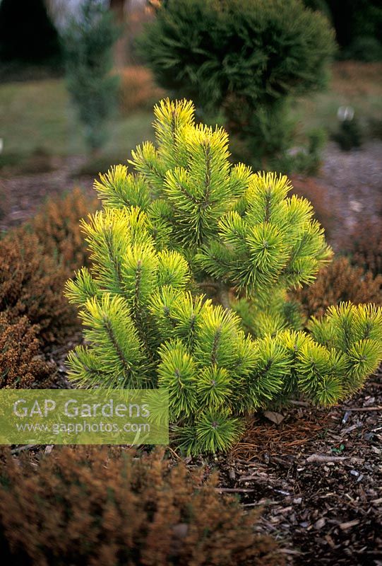 Pinus mugo Zundert - Pin nain avec feuillage jaune en parterre de fleurs