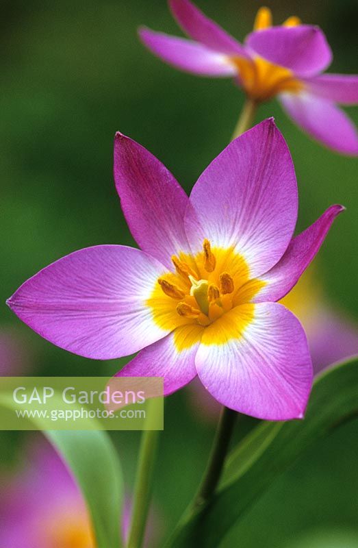 Tulipa saxatilis 'groupe bakeri' syn. T.bakeri