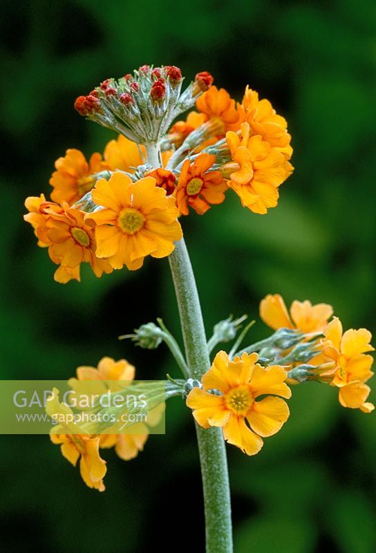 Primula bulleyana - Candelabra primula