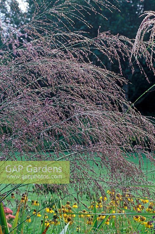 Molinia caerulea subsp. arundinacea 'Transparent '