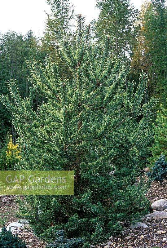 Pinus sylvestris 'Inverleith' - Pin sylvestre
