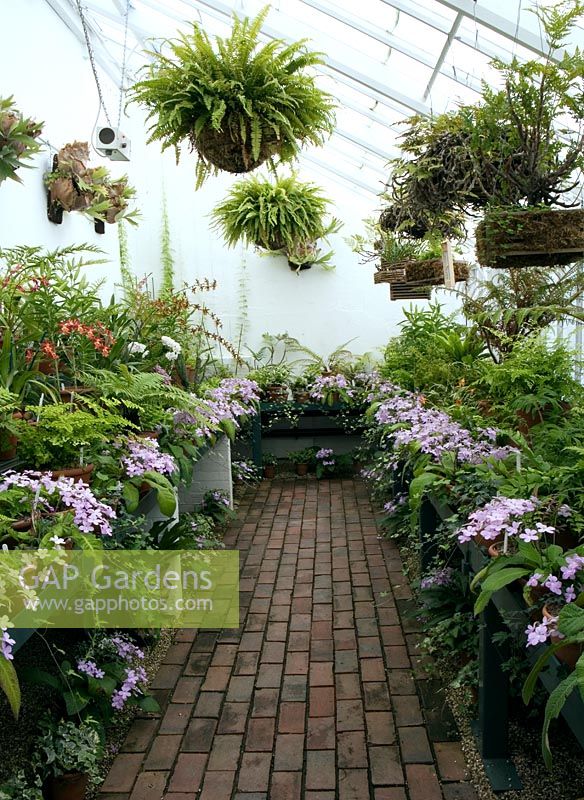 Collection de fougères, d'orchidées et de streptocarpes à l'intérieur d'une serre à West Dean