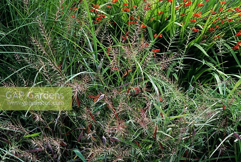 Hystrix patula avec Crocosmia en arrière-plan