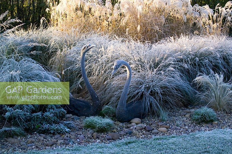 Cygnes en bronze parmi les parterres de graminées sur un matin glacial en hiver.