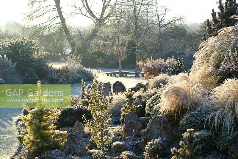Tôt le soleil sur un matin d'hiver glacial dans le jardin de John Massey. Des conifères et des graminées sur le jardin de rocaille dont Stipa tenuissima, Ginkgo biloba et Abies concolorent 'Wintergold' au premier plan.