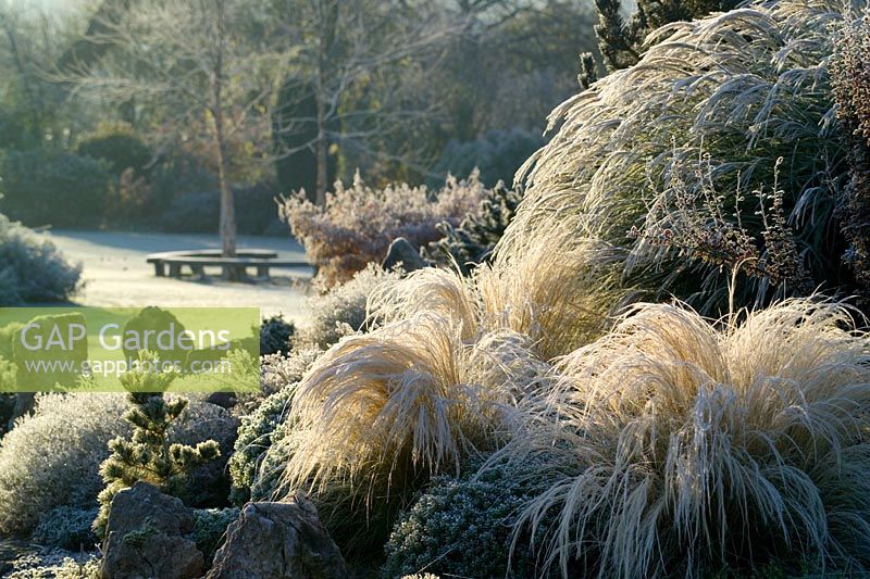 Stipa tenuissima sur le jardin de rocaille éclairé par les premiers rayons du soleil un matin glacial.