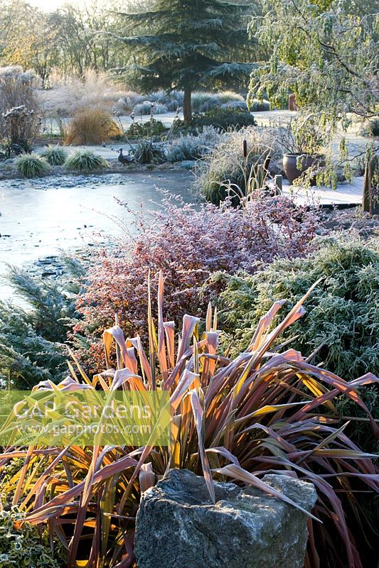 Surplombant l'étang gelé du jardin de John Massey un matin d'hiver glacial. Phormium 'bouffon' au premier plan.