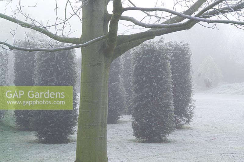 Groupe de piliers de l'if sur un matin brumeux et glacial dans le jardin de John Massey - Taxus baccata