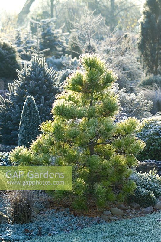 Pinus radiata 'Aurea' un matin glacial en hiver. Pin de Monterey
