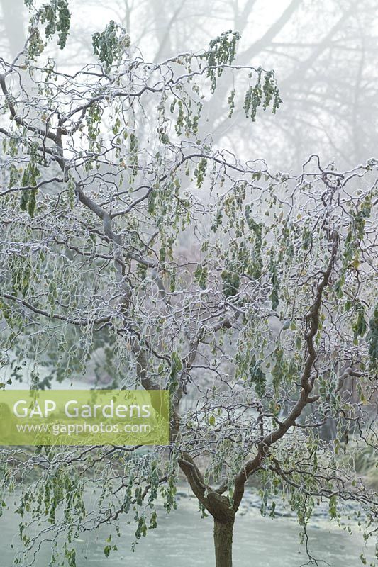 Robinia pseudoacacia 'Twisty Baby' syn. 'Lace Lady' un matin glacial en hiver.