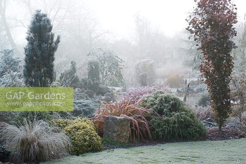 Un matin brumeux froid près de l'étang dans le jardin de John Massey. La forme colonnaire de Fagus sylvatica 'Dawyck' (Hêtre) à droite. Phormium 'Jester' aux conifères et herbes