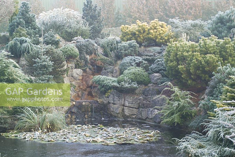 L'étang gelé et le jardin de rocailles avec des conifères mixtes dans le jardin de John Massey en hiver.