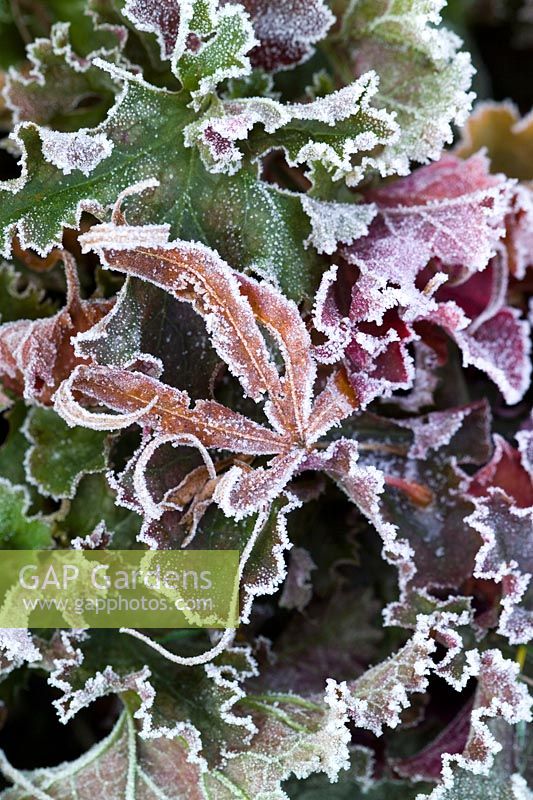 Heuchera 'Can-can' avec feuille d'Acer palmatum 'Red Pygmy' en gelée