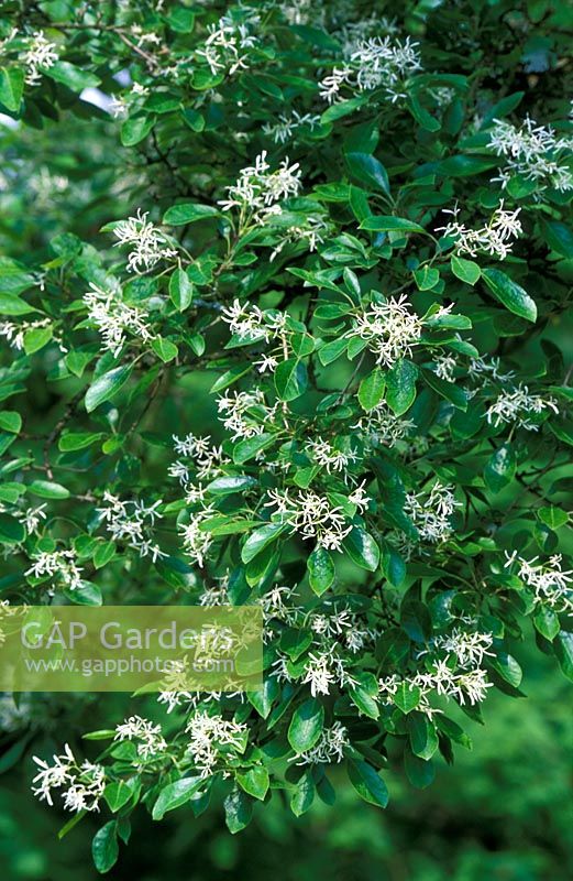 Chionanthus retusus fleurit en juin