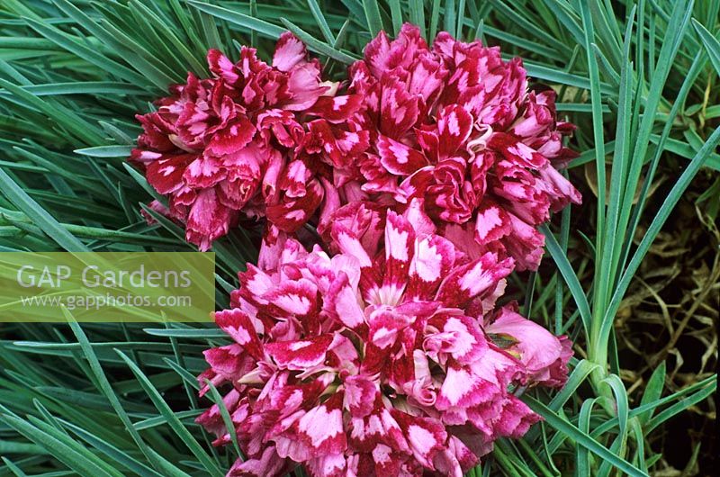 Dianthus 'comte d'Essex'