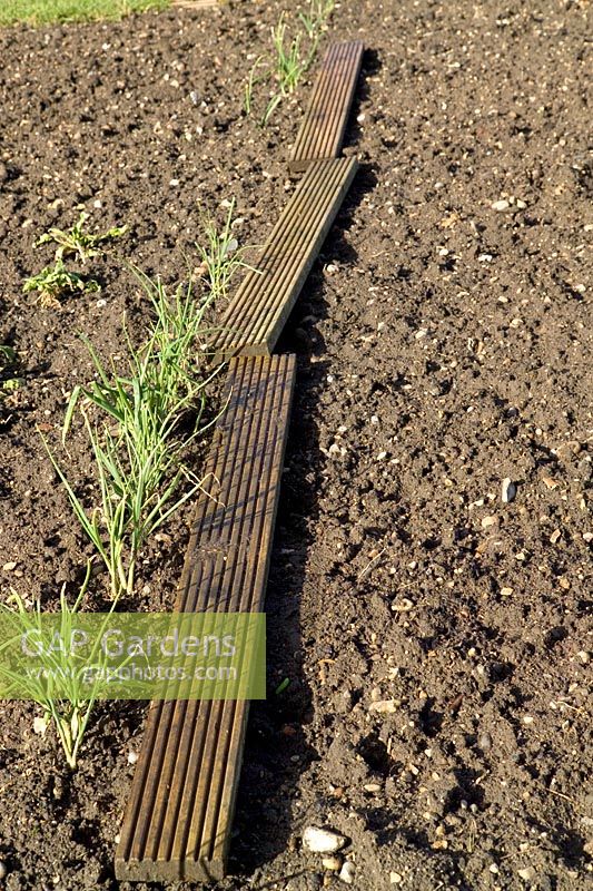 Planches rampantes utilisées pour permettre l'accès aux plantes lorsque le sol est humide