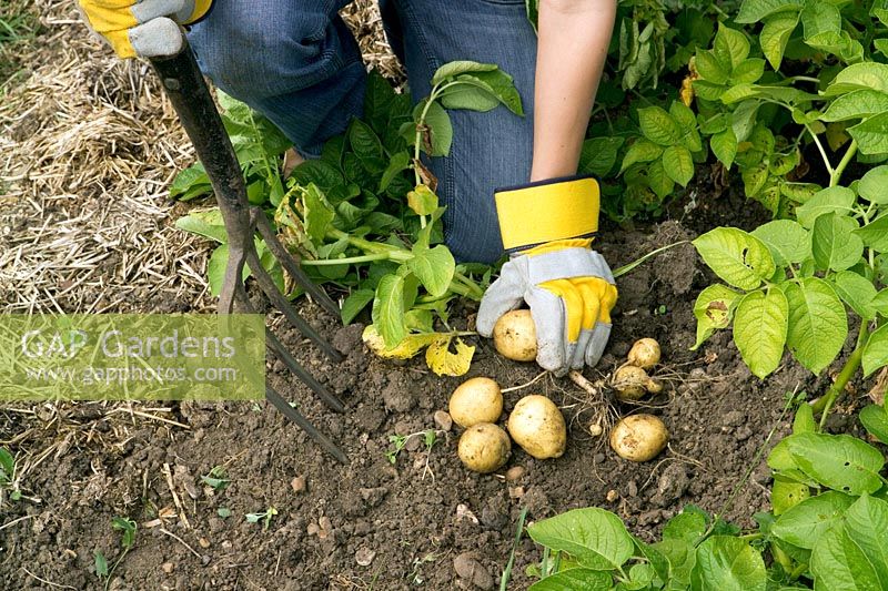 Creuser des pommes de terre précoces - Solanum tuberosum 'Accent' avec une fourchette de jardin