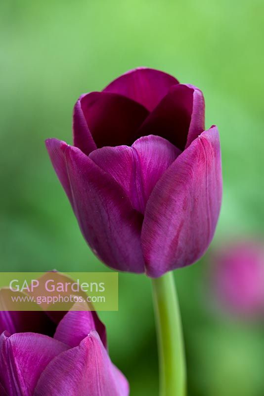 Tulipa 'Caravelle'