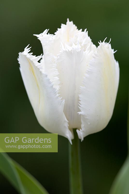 Tulipa 'Ailes de cygne'