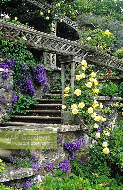 Bodnant. Galles du Nord. La terrasse inférieure. Rosa 'Golden Showers' et Campanula portenschlagiana poussant sur des terrasses en pierre et des marches en pente