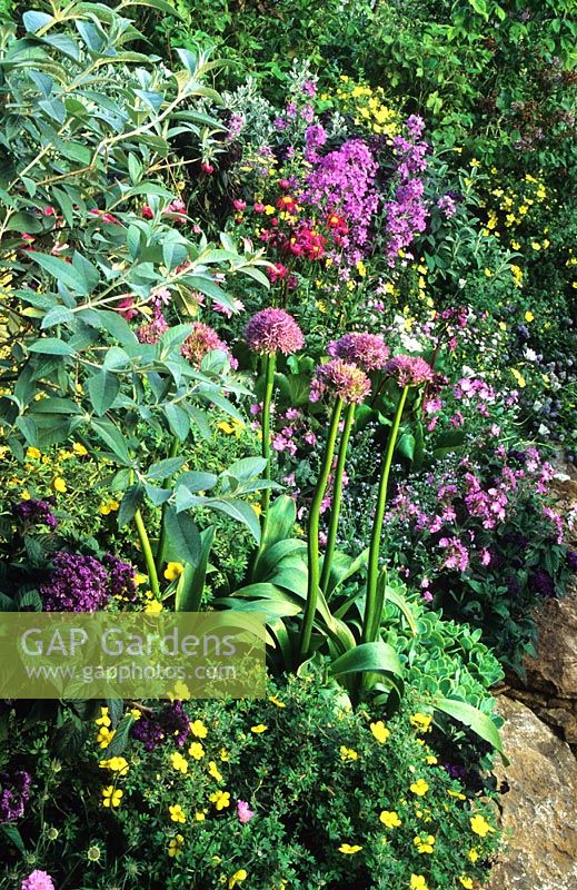 Jardin des papillons et de la faune avec Allium elatum, Heliotrope et Sweet Rocket à RHS Chelsea FS