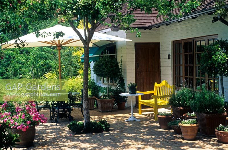 Arbre planté en pavé coulé à l'ombre sur le patio. Table à manger et chaises ombragées par un parapluie. Pots de Rosa 'Tapis de Fleurs' rose - Afrique du Sud