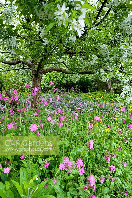 Silene dioica, pourpier rose et coquelicots gallois sous le pommier en fleurs - The Garden House, Devon