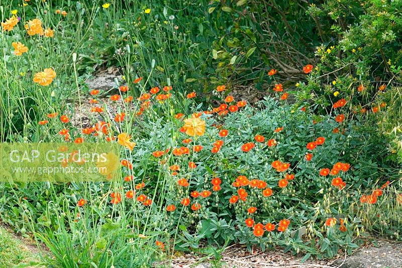 Hélianthemum 'Fire Dragon' - Hill Lodge Garden, Batheaston, Somerset