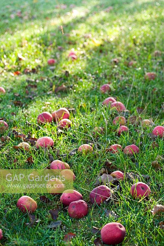 Pommes au vent sous les arbres dans les vergers de cidre traditionnels - Burrow Hill Farm, Somerset
