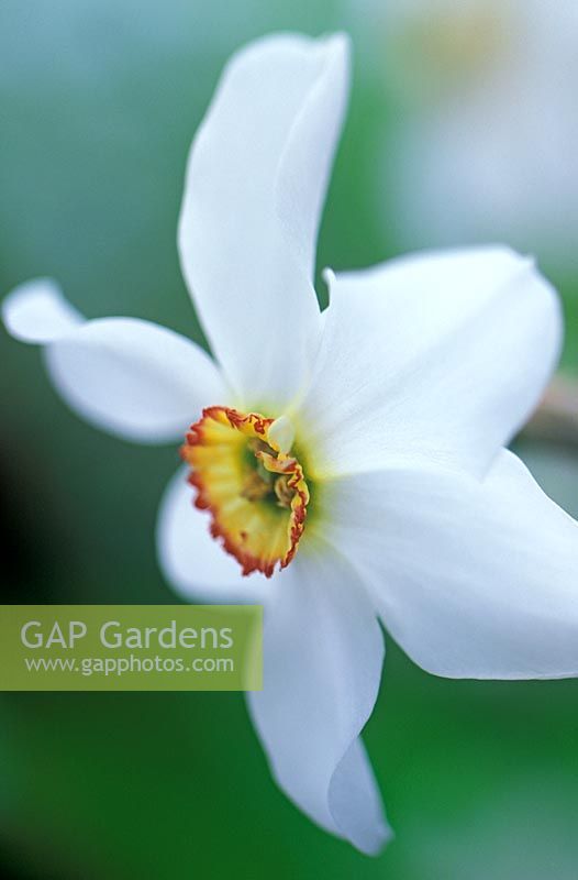 Narcissus poeticus var. recurvus - Narcisse à oeil de faisan