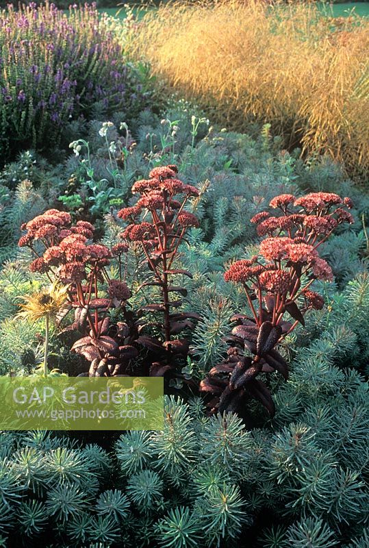 Sedum telephium 'Mohrchen' et Euphorbia cyparissias 'Clarice Howard'