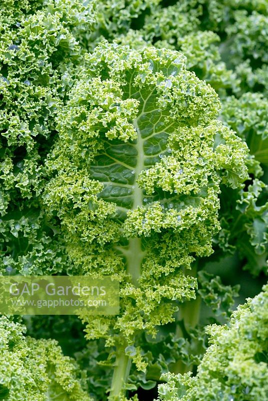 Kale 'vert nain recourbé'