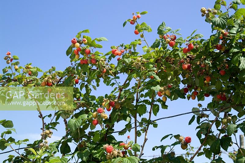 Framboise 'Octavia' entraînée sur les fils - Rubus idaeus