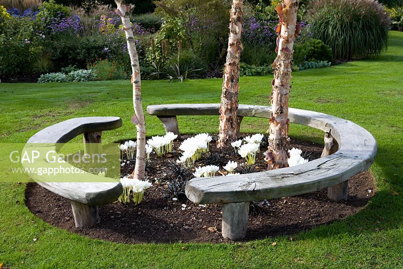 Banquette incurvée en bois formant un cercle autour des arbres 'Heritage' de Betula nigra avec l'album Colchicum speciosum et l'Ophiopogon planiscapus 'Nigrescens'