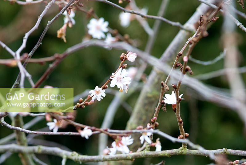 Prunus x subhirtella 'Autumnalis '. Cerisier à fleurs d'hiver, 22 mars