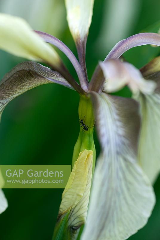 Iris foetidissima var. citrina avec une fourmi sur sa tige. 14 juin. Richard Ayres 'Garden, Lode, Cambridgeshire.Open for charity including the NGS