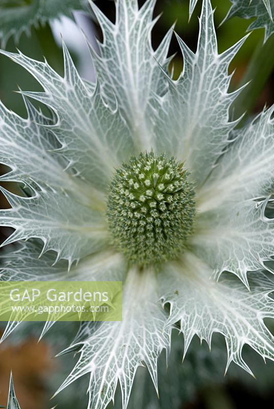 Eryngium giganteum 'Miss Willmotts Ghost', Sea Holly. 14 juin. Richard Ayres 'Garden, Lode, Cambridgeshire. Ouvert à la charité, y compris le NGS