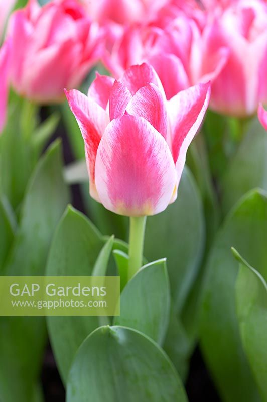 Tulipa 'Greig's Happy'