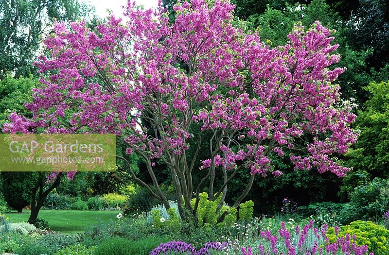 Cercis siliquastrum - Arbre de Judée en fleur dans le jardin des éboulis au jardin de Beth Chatto dans l'Essex
