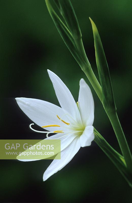 Schizostylis coccinea var. alba - Kaffir lily