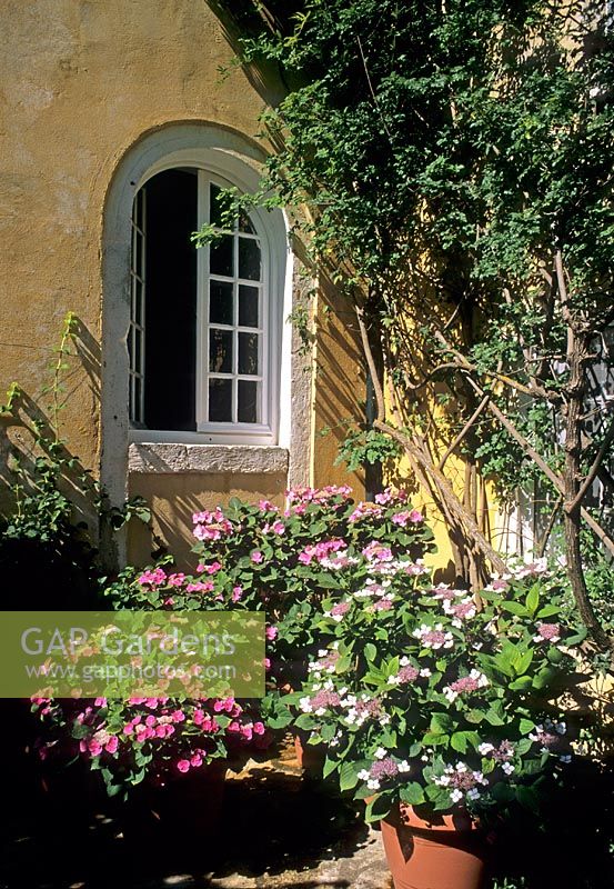 Maison méditerranéenne. Hortensias dans des pots en terre cuite sous une fenêtre donnant sur le patio - Corfou