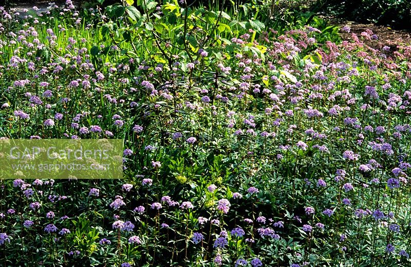 Cardamine bulbifera - bittercress