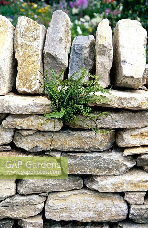 Mur de pierres sèches planté d'Asplenium trichomanes - Maidenhair spleenwort